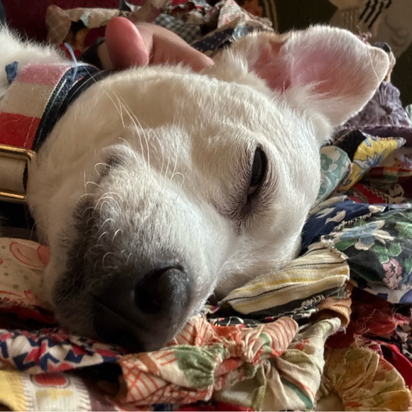 Meet your Poshers, Wally and Bean - Picture 2 of 2